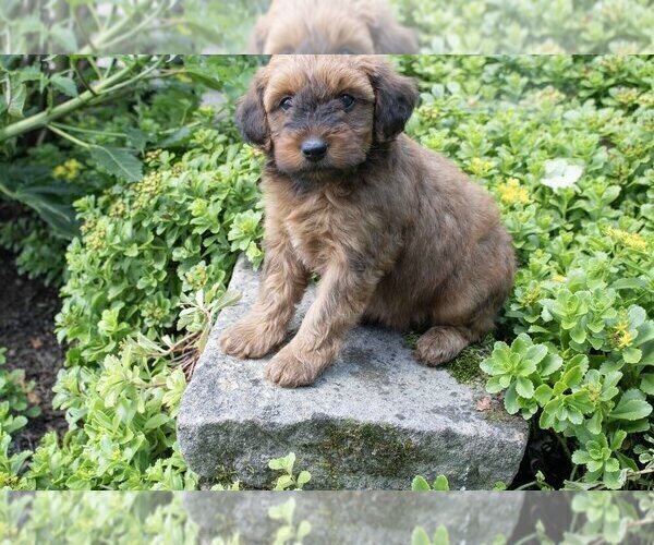 Medium Photo #2 Whoodle Puppy For Sale in MILLERSBURG, OH, USA