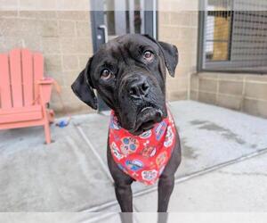 Boxer-Unknown Mix Dogs for adoption in Denver, CO, USA