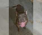 Small #3 American French Bull Terrier