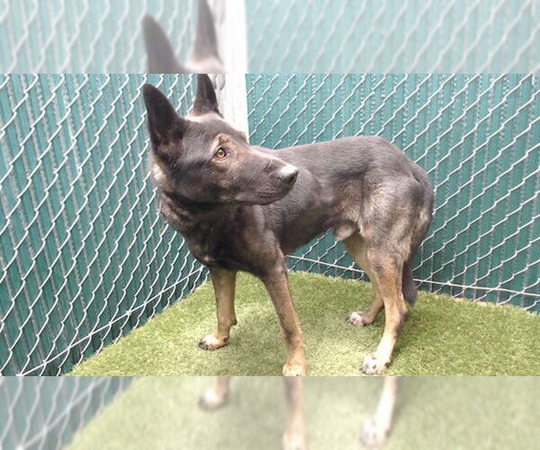 Medium Photo #1 Mutt Puppy For Sale in Downey, CA, USA