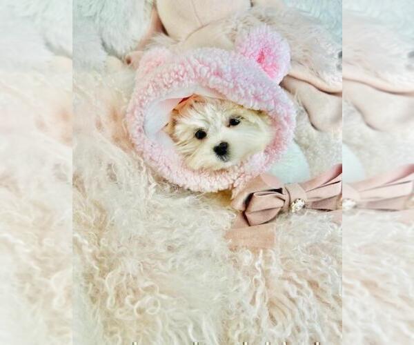 Medium Photo #15 Maltese Puppy For Sale in NEW YORK, NY, USA
