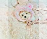 Small #14 Maltese