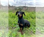 Small Photo #2 Basschshund Puppy For Sale in Pleasanton, TX, USA