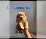 Puppy Leonardo Chow Chow