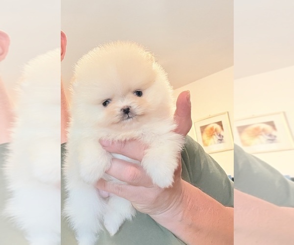 Medium Photo #1 Pomeranian Puppy For Sale in BEVERLY HILLS, CA, USA