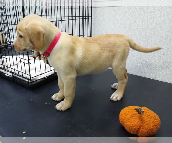 Medium Photo #3 Labralas Puppy For Sale in Attalka, AL, USA
