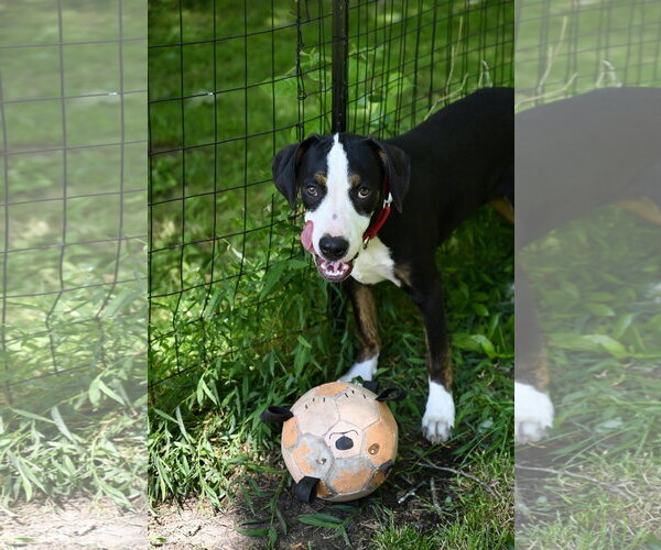 Medium Photo #4 Mutt Puppy For Sale in Wakefield, RI, USA