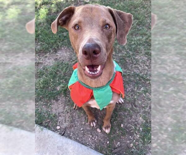 Medium Photo #1 Catahoula Leopard Dog-Unknown Mix Puppy For Sale in Plano, TX, USA