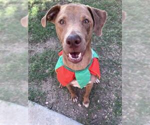 Catahoula Leopard Dog-Unknown Mix Dogs for adoption in Plano, TX, USA