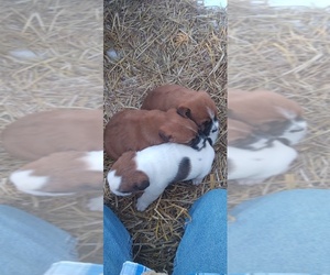 Boxer-Unknown Mix Puppy for sale in ALBION, IN, USA