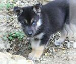 Small Photo #9 German Shepherd Dog-Siberian Husky Mix Puppy For Sale in OTTAWA, KS, USA