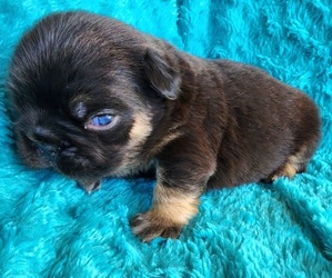 French Bulldog Puppy for sale in LAS VEGAS, NV, USA