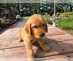 Small #2 Golden Retriever