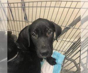 Shepradors Dogs for adoption in Conroe, TX, USA