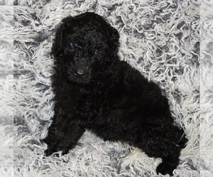 Labradoodle Puppy for sale in LA HABRA, CA, USA