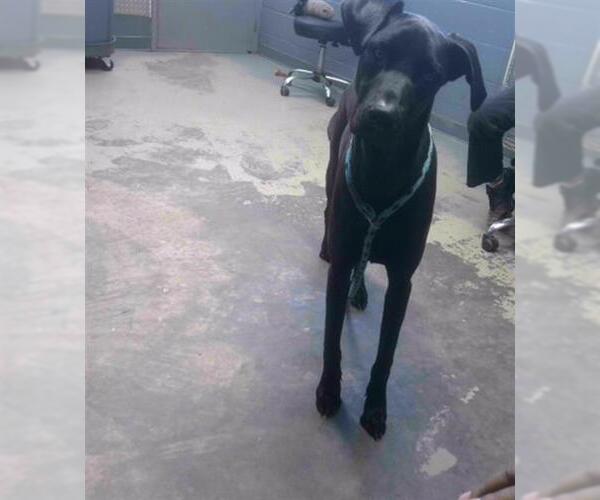 Medium Photo #1 Great Dane-Labrador Retriever Mix Puppy For Sale in Tallahassee, FL, USA