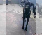 Small Great Dane-Labrador Retriever Mix