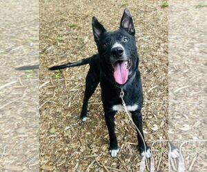 Mutt Dogs for adoption in Clarkesville, GA, USA