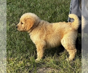 Goldendoodle Puppy for Sale in GROVETON, Texas USA