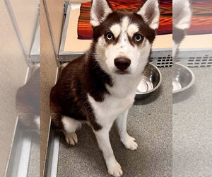 Cowboy - Male Siberian Husky Dog for Adoption - Photo #3