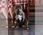 Small Photo #1 American Bully Puppy For Sale in GROVE CITY, MN, USA