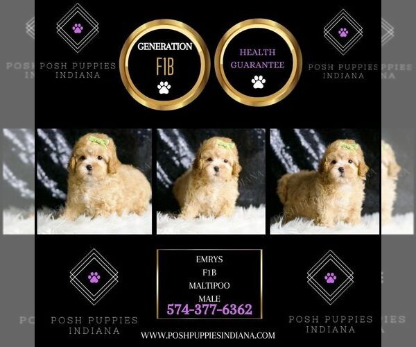 Medium Photo #43 Maltipoo (Miniature) Puppy For Sale in WARSAW, IN, USA