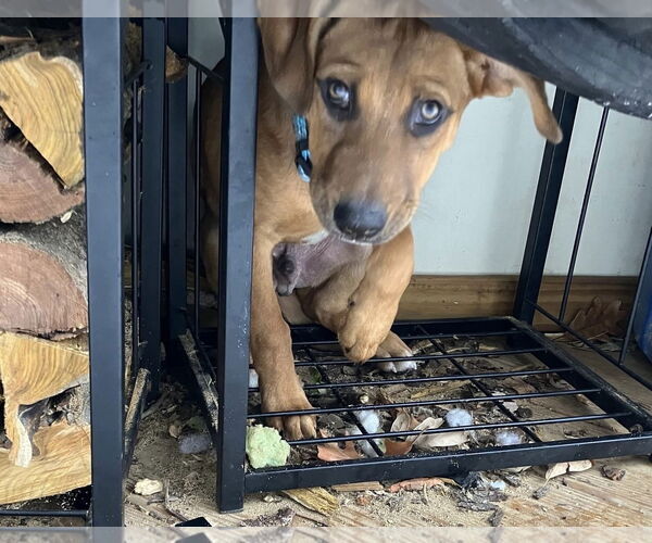 Medium Photo #18 Mutt Puppy For Sale in Germantown, OH, USA