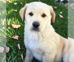 Small Labrador Retriever Mix