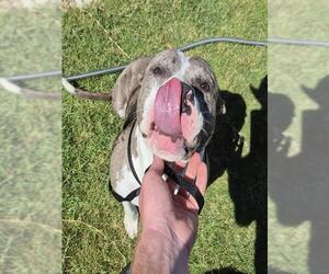 American Staffordshire Terrier-Unknown Mix Dogs for adoption in San Antonio, TX, USA