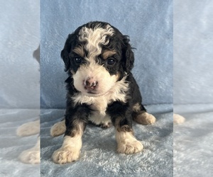 Bernedoodle (Miniature) Puppy for sale in STERRETT, AL, USA