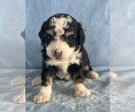 Small Photo #1 Bernedoodle (Miniature) Puppy For Sale in STERRETT, AL, USA