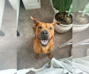 Chow Chow-Unknown Mix Dogs for adoption in Holly Springs, NC, USA