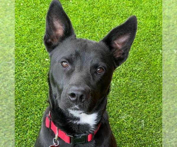 Medium Photo #7 Labrador Retriever-Unknown Mix Puppy For Sale in San Diego, CA, USA
