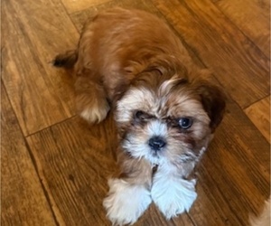 Medium Shih Tzu