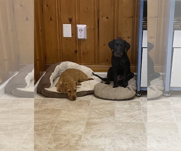 Medium Photo #3 Mutt Puppy For Sale in Raleigh, NC, USA