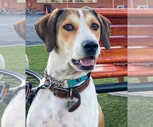 Harrier-Unknown Mix Dogs for adoption in Marina del Rey, CA, USA