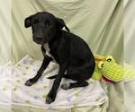 Small Border Collie Mix
