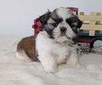 Small #2 Shih Tzu