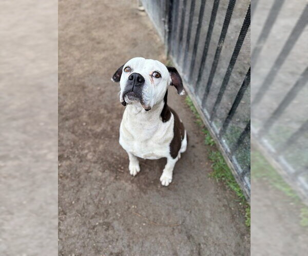 Medium Photo #1 Boxer-Unknown Mix Puppy For Sale in Riverside, CA, USA