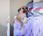 Small #2 Mutt