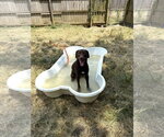 Small #2 Labrador Retriever Mix