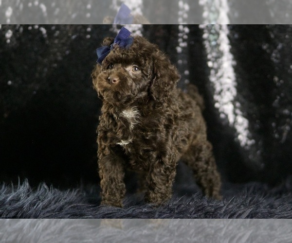 Medium Photo #9 Goldendoodle (Miniature) Puppy For Sale in WARSAW, IN, USA