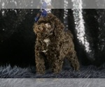 Small #8 Goldendoodle (Miniature)