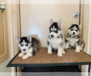 Siberian Husky Puppy for Sale in LONE TREE, Colorado USA