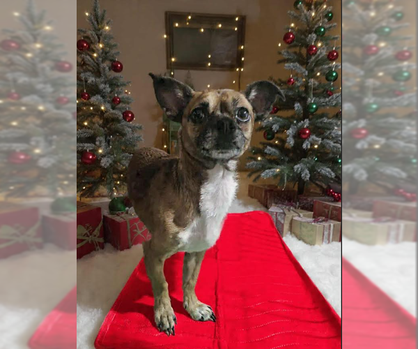 Medium Photo #5 Chihuahua-Unknown Mix Puppy For Sale in Cranston, RI, USA