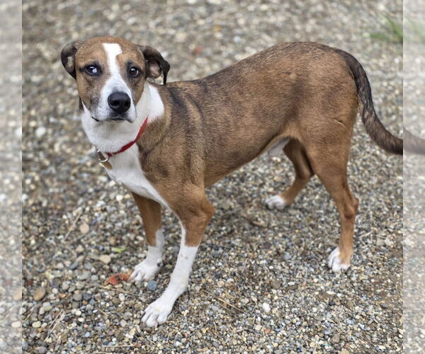 Medium Photo #2 Bogle Puppy For Sale in Woodsfield, OH, USA