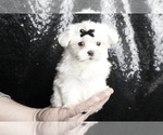 Small Maltese