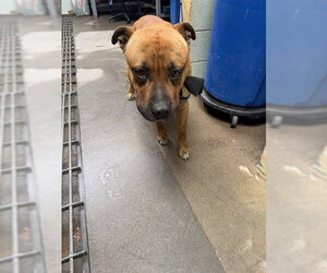 American Bulldog-Unknown Mix Dogs for adoption in Stockton, CA, USA
