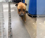 Small American Bulldog Mix