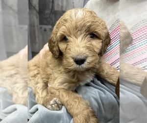 Pyredoodle Puppy for sale in PRESCOTT, WA, USA